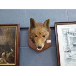 Taxidermists fox head