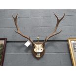 Mounted pair of stags antlers