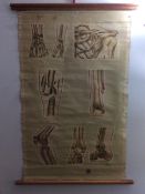 Highley Collectible Genuine old wall hanging canvas chart of the Human bone