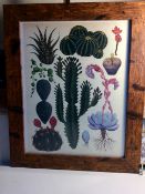 Framed Vintage Botanical Botanic Art Prints