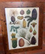 Framed Vintage Botanical Botanic Art Prints