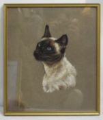 Pastel Siamese Cat by Jeanne Rynhart (1946-2020)