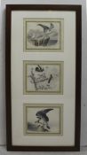 Natural History Hand Coloured Engravings Signed.