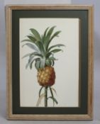 "Bromelia Ananas" Redoute Print Set in Stripped Wooden Frame