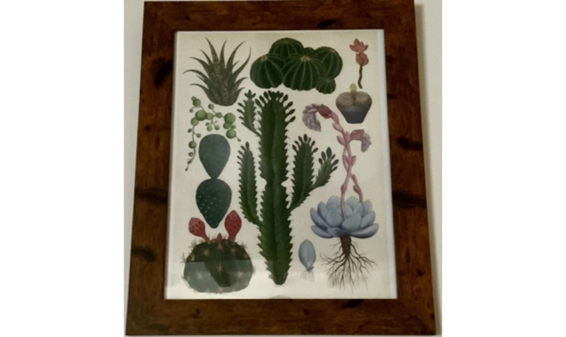 Scarce Stunning Botanicals Print Framed