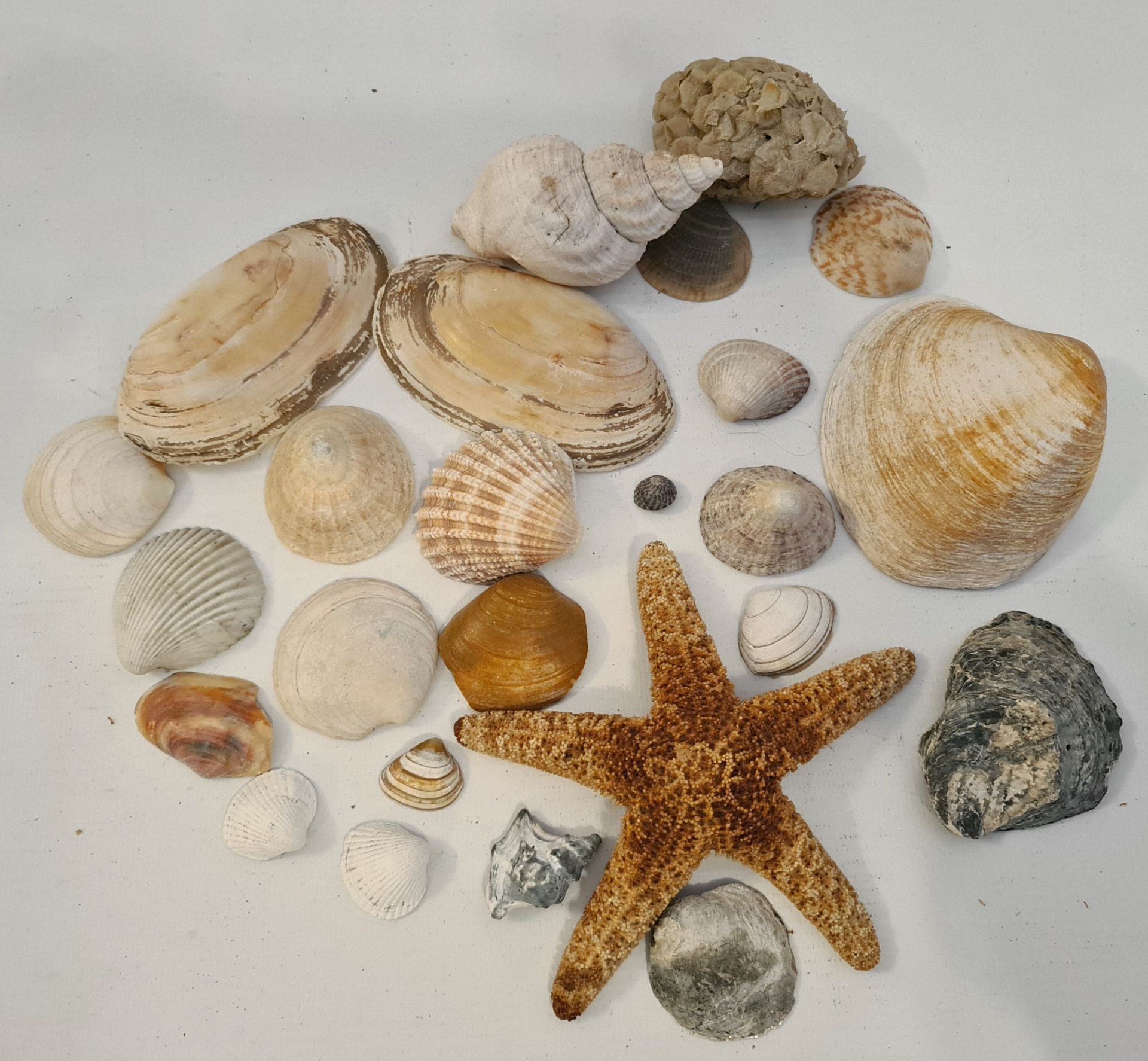 Selection of Vintage Sea Shells Includes Star Fish Selection of Vintage Sea Shells Includes Star