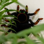 (5P) Lot RRP £250.00. 10x Red5 RC Wall Climbing Tarantula RRP £25.00 Each. (All Units Have Ret...