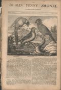 Antique Irish Newspaper 1834 Irelands Forms of Gymnastic Exercise