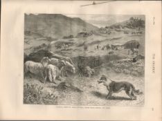 Victorian Sheepdog Trials Antique 1874 Newspaper