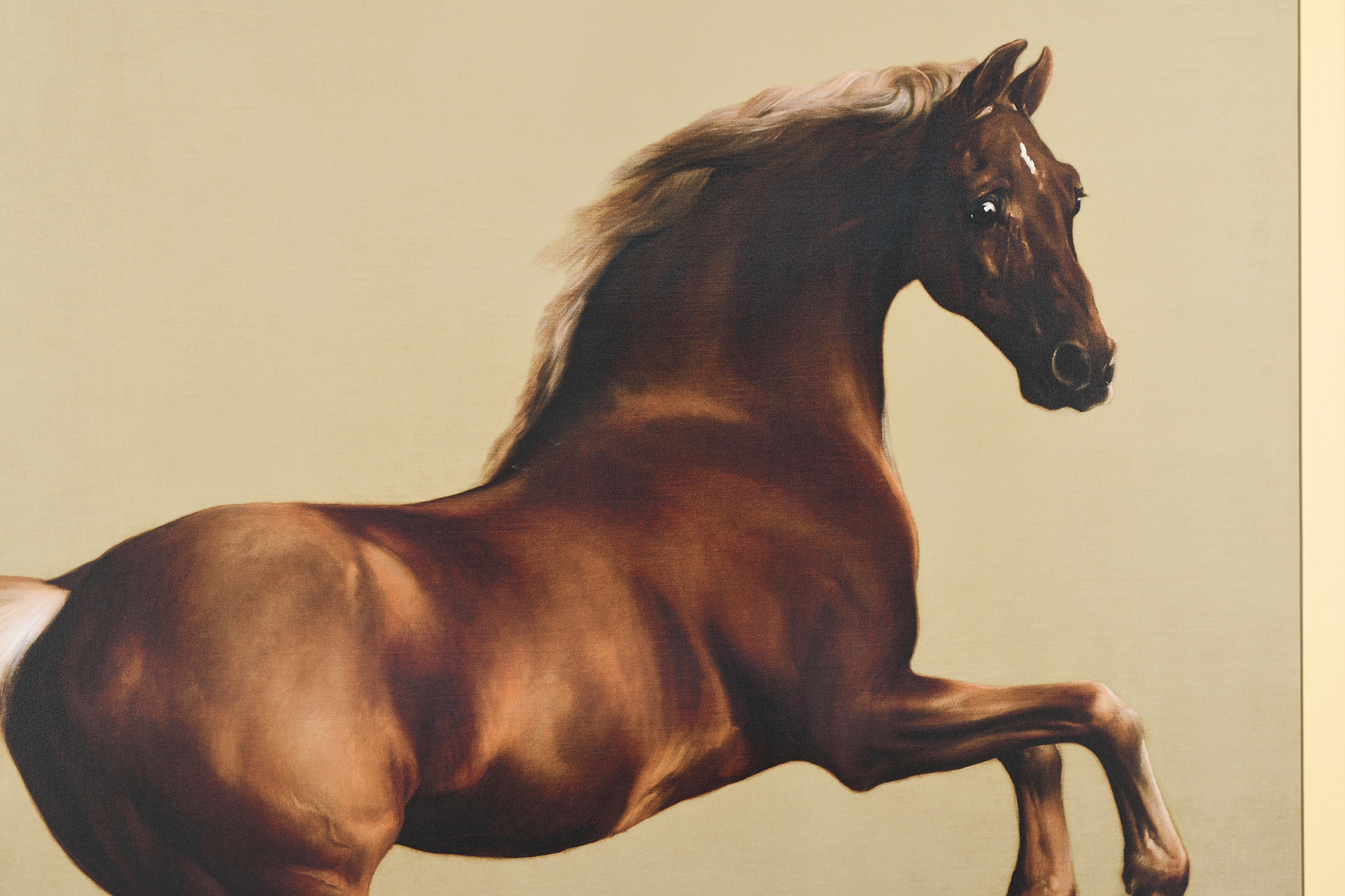 Stunning 6ft x 5ft George Stubbs """"Whistlejacket"""" Limited Edition on Canvas. - Image 3 of 12