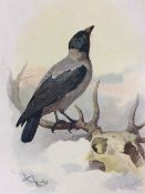 Vintage Framed Wild Bird Print