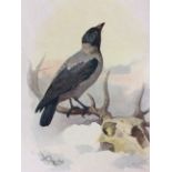 Vintage Framed Wild Bird Print