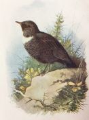 Vintage Framed Wild Bird Print