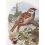 Excellent Vintage Wild Bird Framed Print