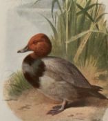 Vintage Wild Bird Framed Print