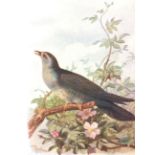 Vintage Framed Wild Bird Print