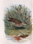 Excellent Wild Vintage Bird Framed Print