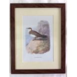 Vintage Framed Wild Bird Print