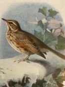 Stunning Vintage Wild Bird Framed Print