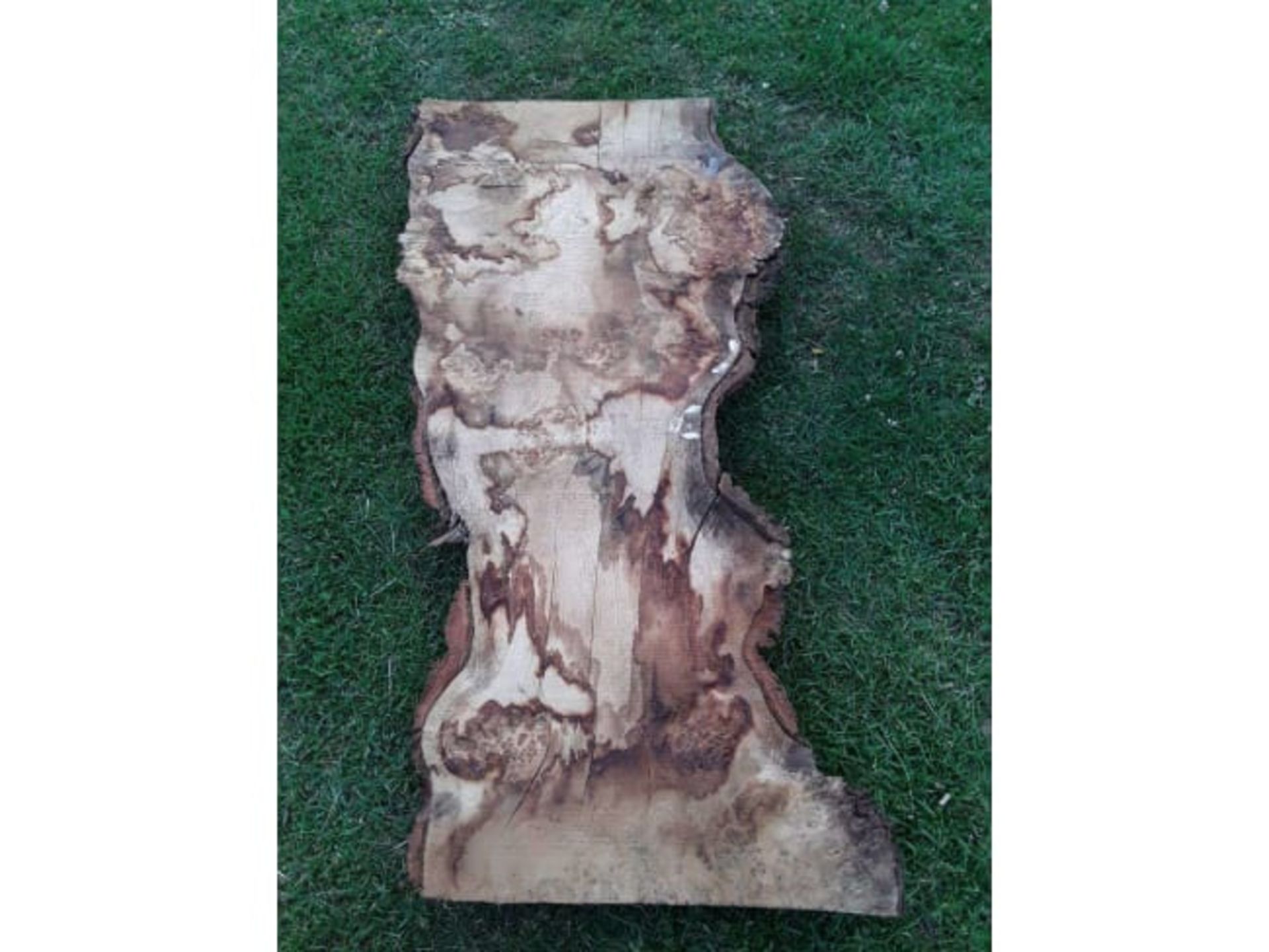 1 x Hardwood Timber Air Dried Sawn English Burr Oak Slab - Image 2 of 2