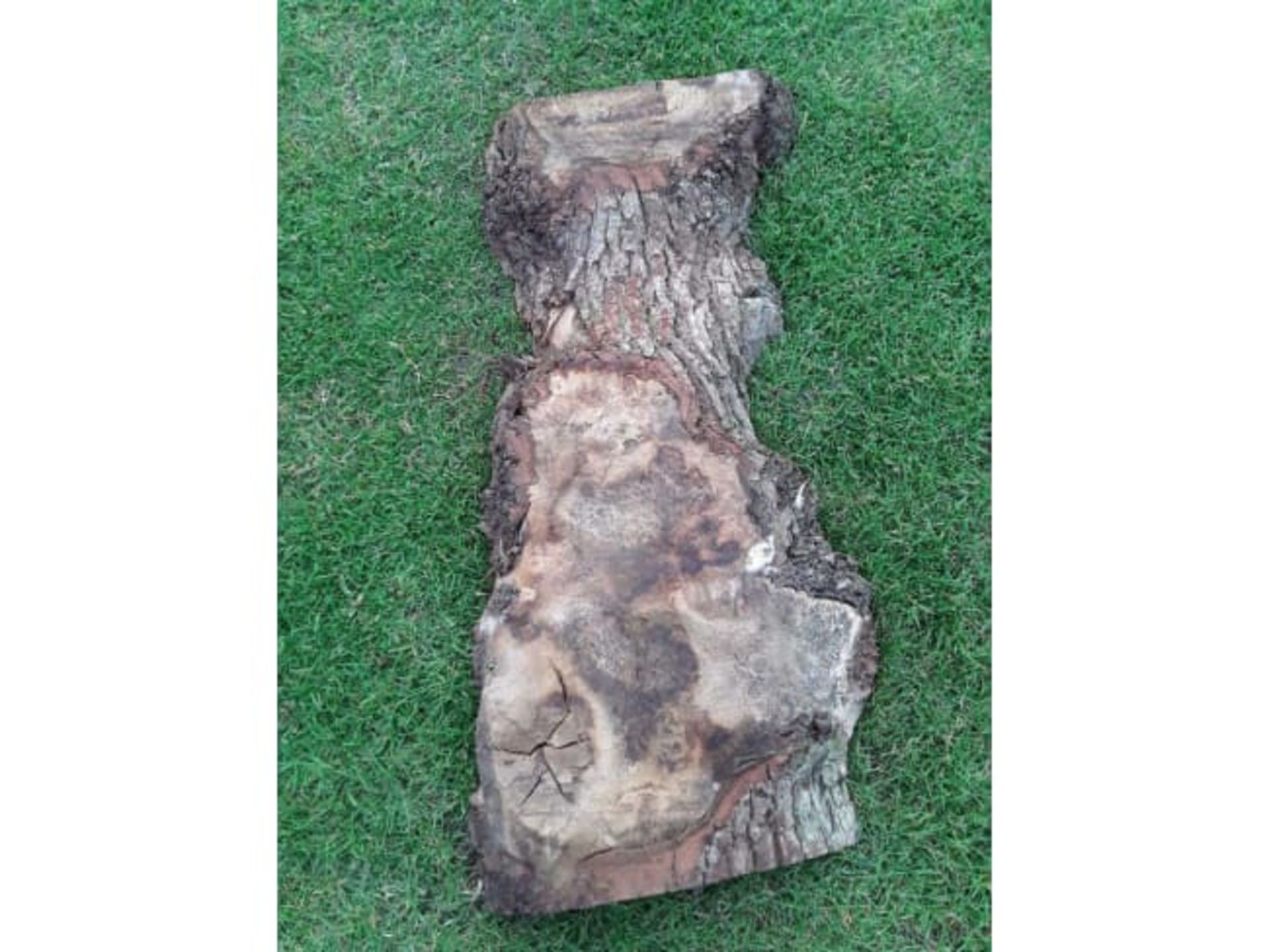 1 x Hardwood Timber Air Dried Sawn English Burr Oak Slab