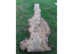 1 x Hardwood Air Dried Sawn Waney Edge / Live Edge Burr English Oak Slab / Board Offcut