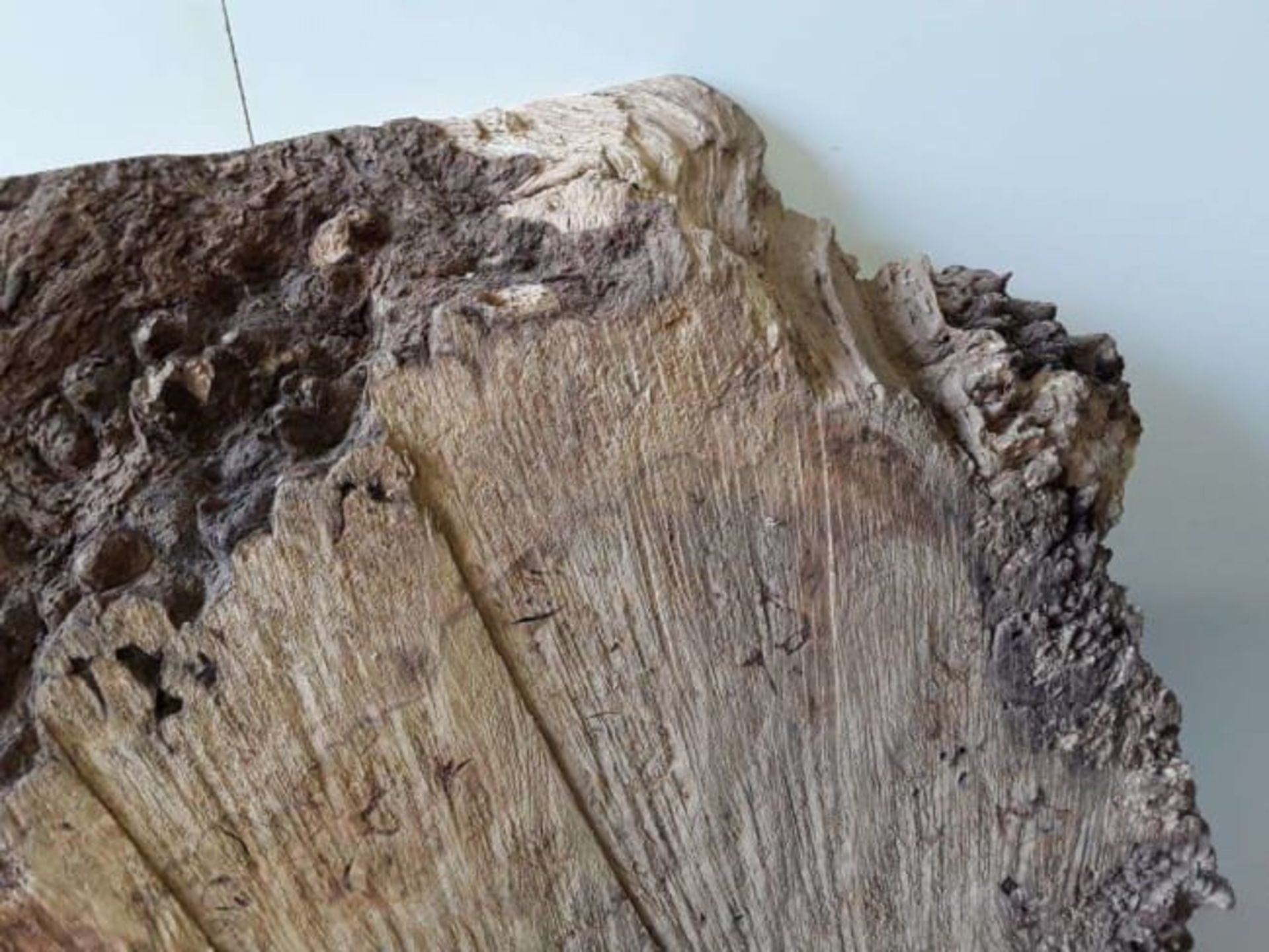 1 x Hardwood Timber Air Dried Sawn English Oak Burr Slab - Image 2 of 6