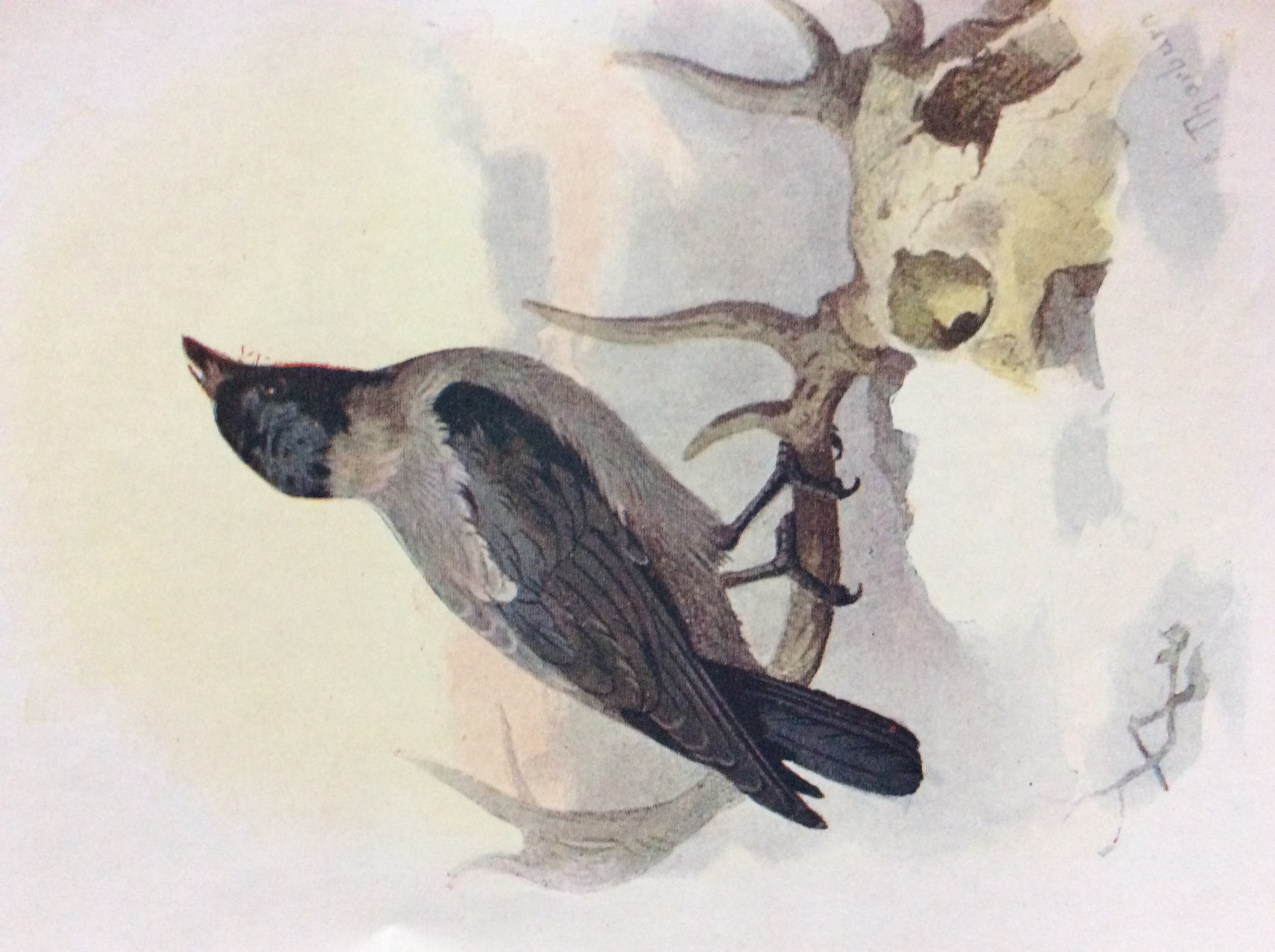 Vintage Framed Wild Bird Print - Image 3 of 6