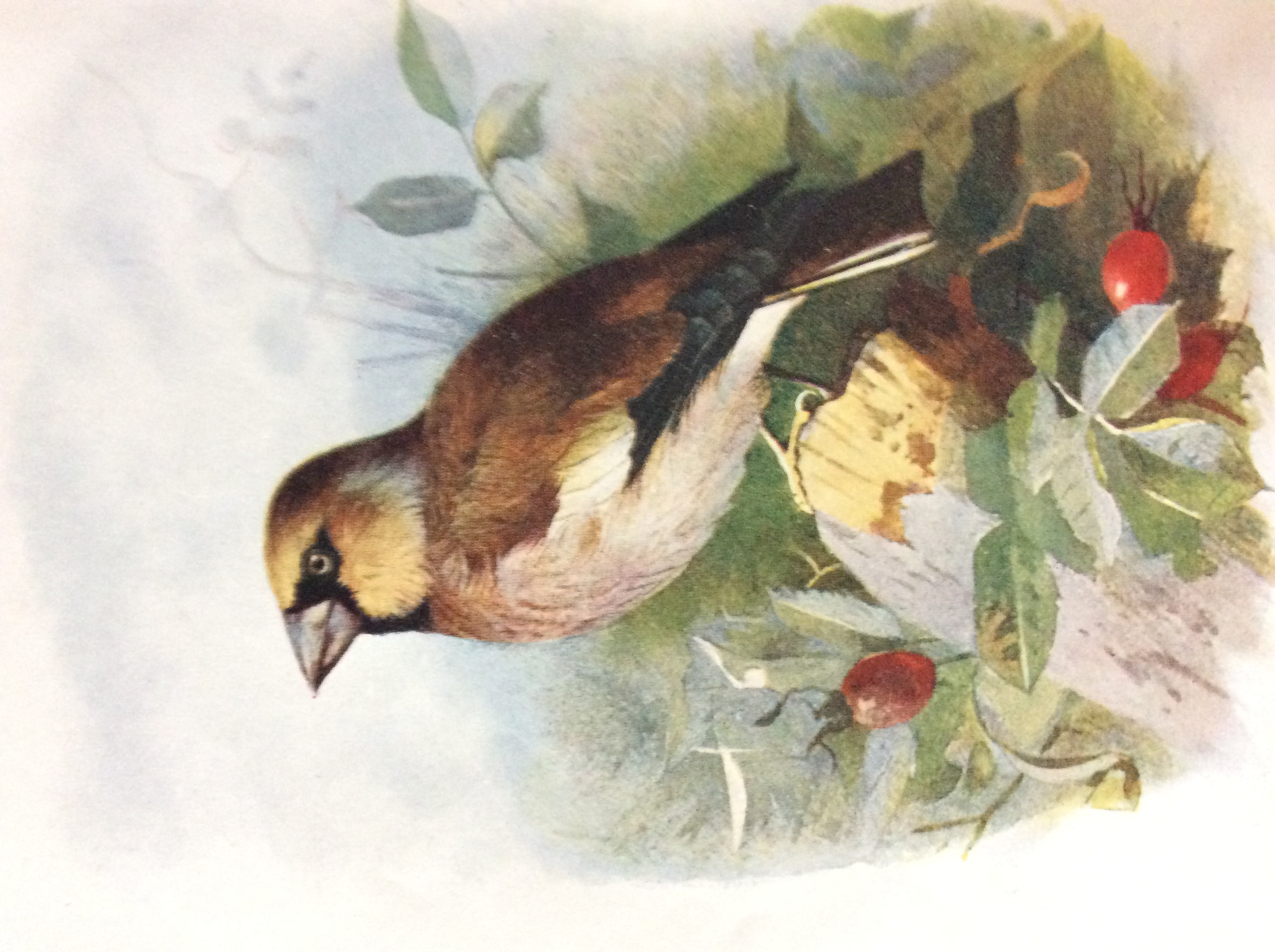 Excellent Vintage Wild Bird Framed Print