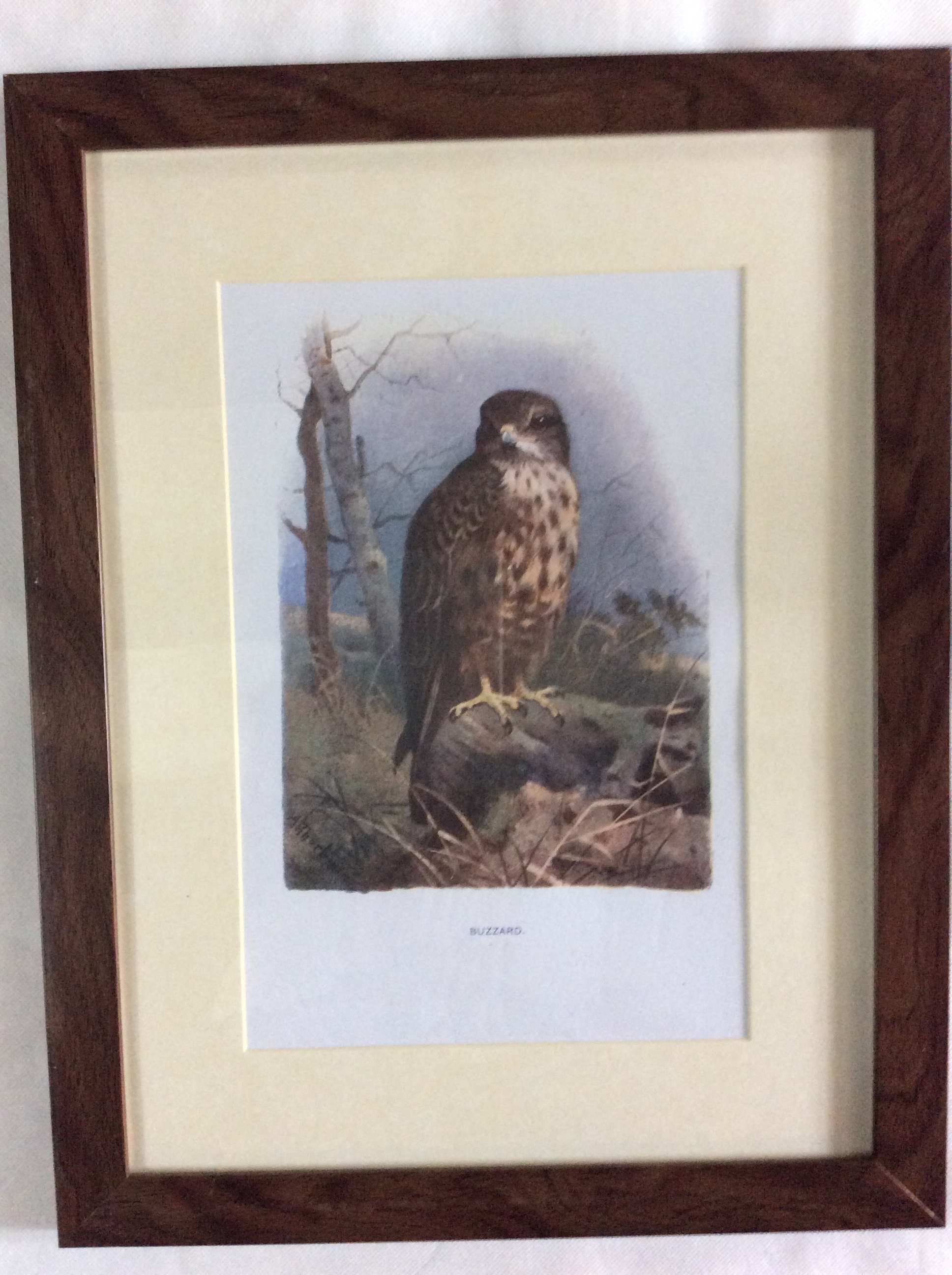 Vintage Framed Wild Bird Print - Image 2 of 4