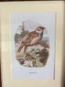 Excellent Vintage Wild Bird Framed Print