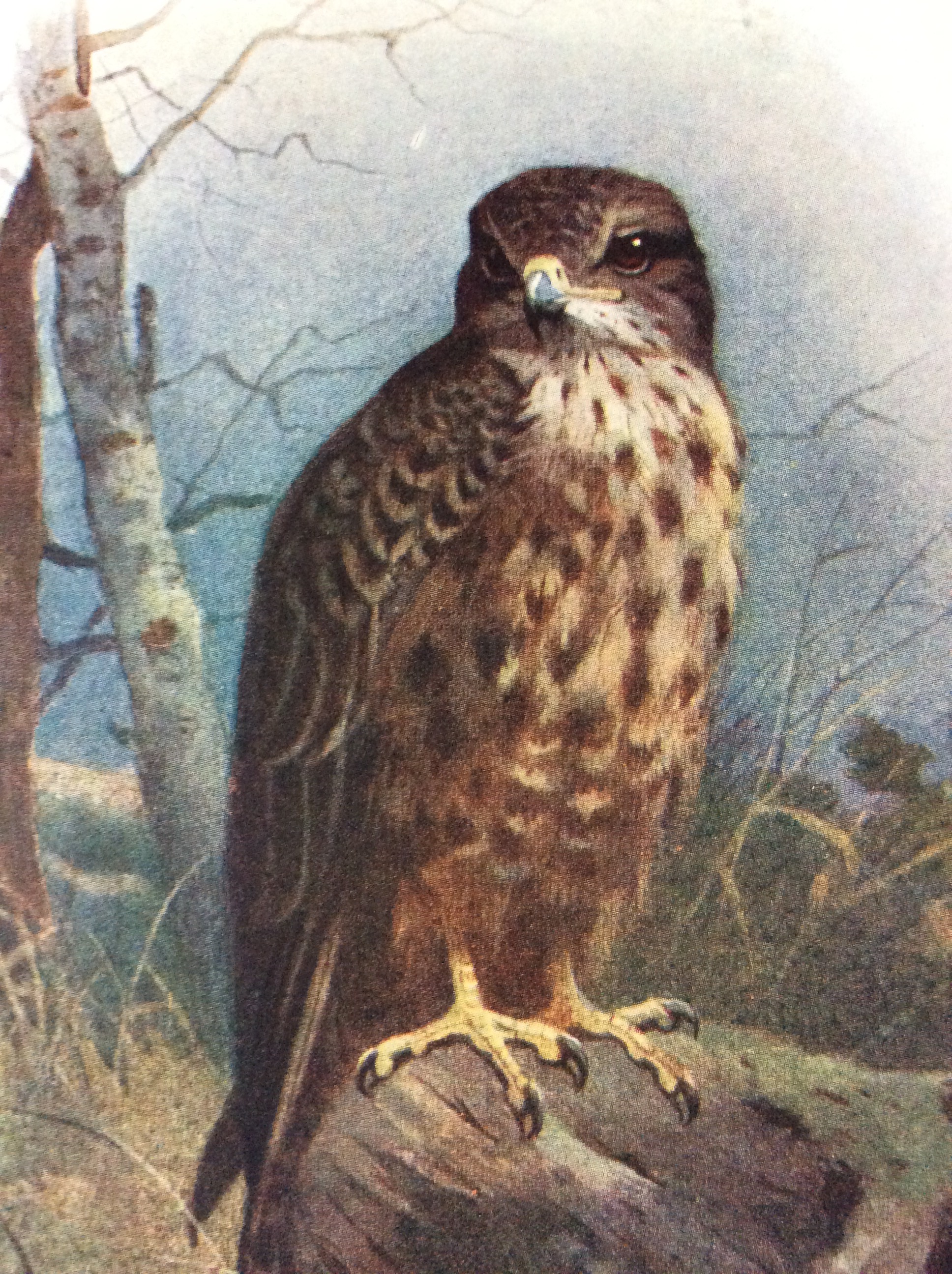 Vintage Framed Wild Bird Print - Image 3 of 4