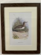 Vintage frames Wild Bird Prints