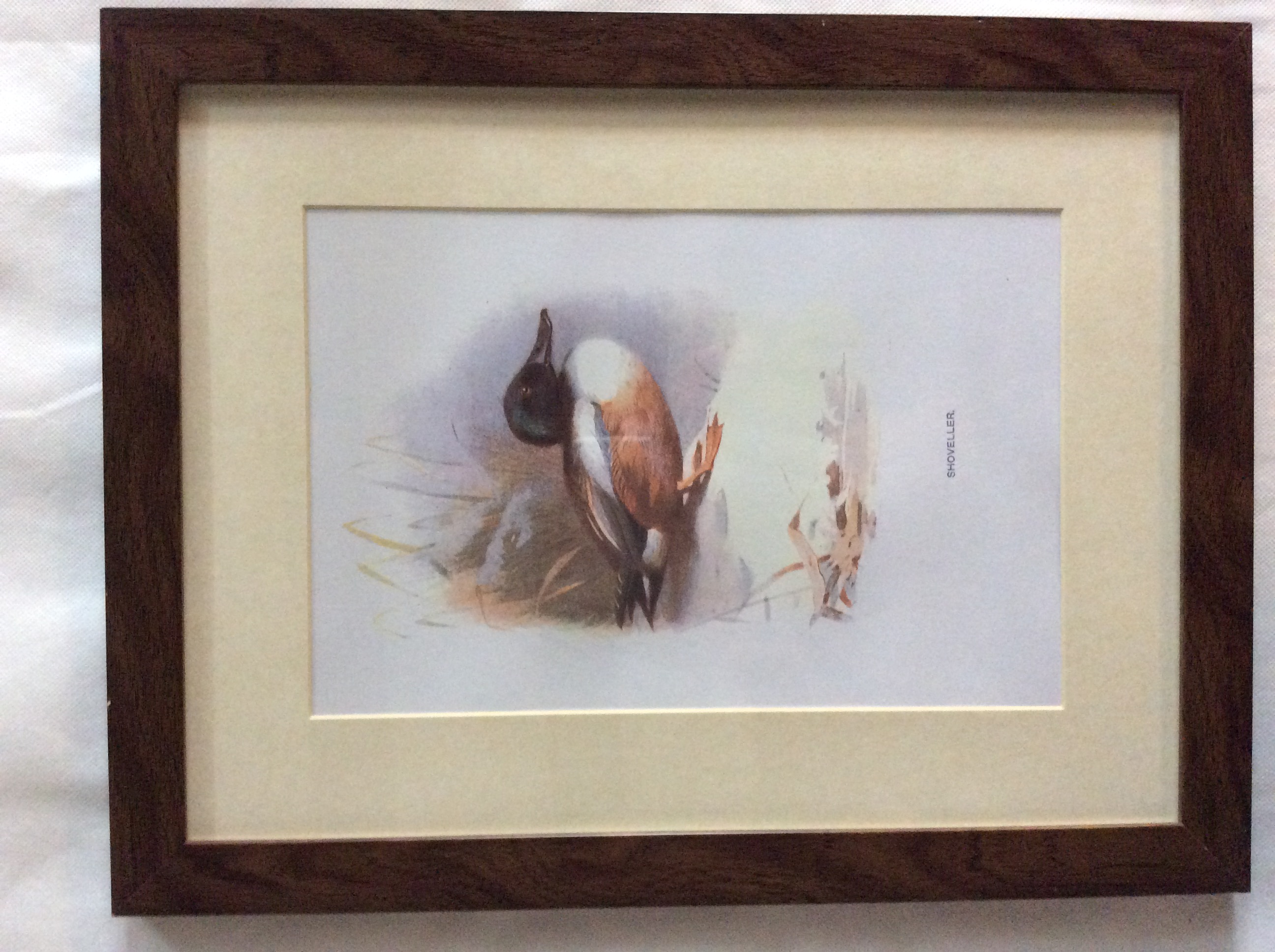 Excellent Vintage Wild Bird Framed Print - Image 4 of 5