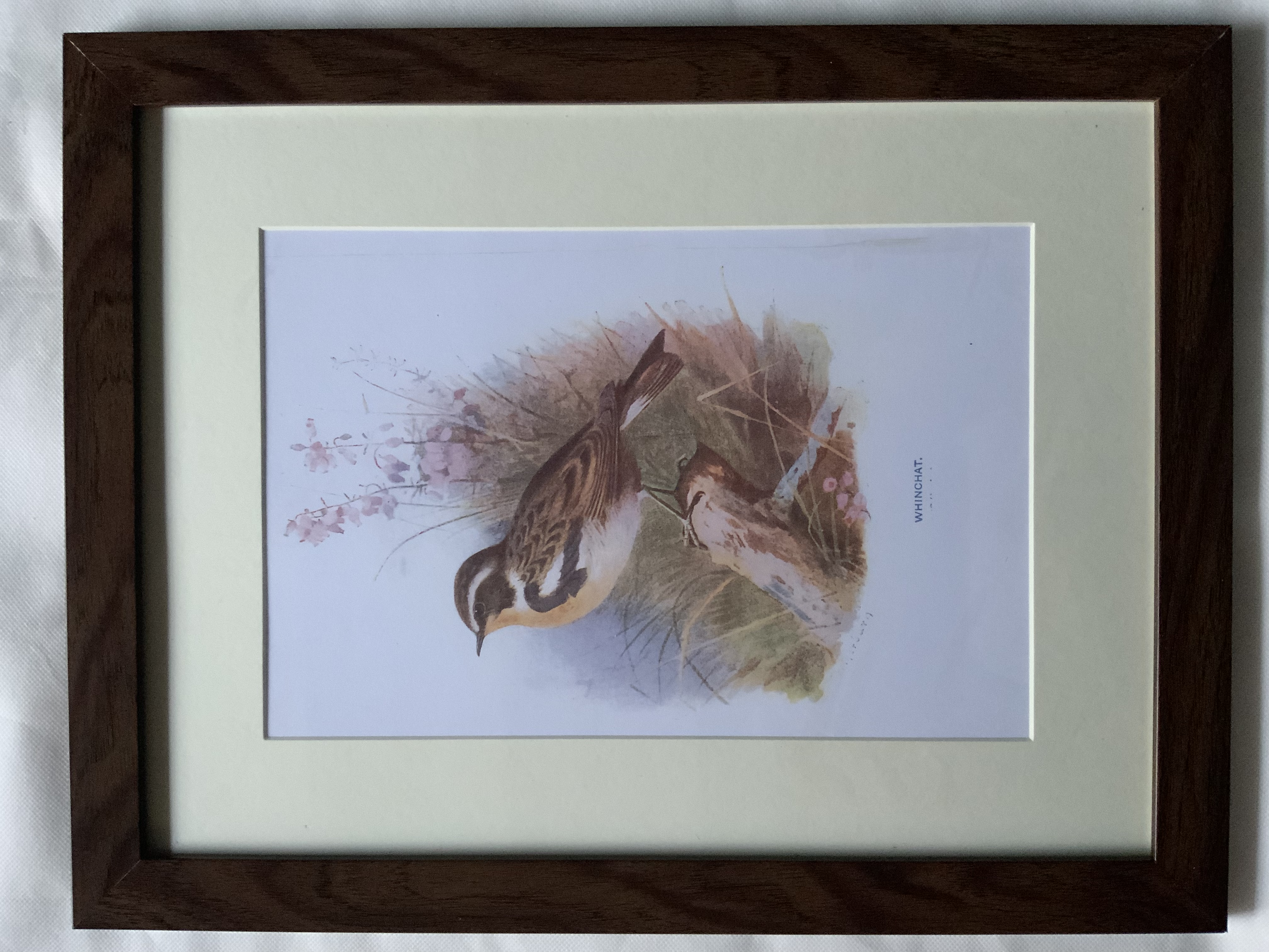 Wild Bird Vintage Framed Print