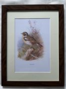 Wild Bird Vintage Framed Print