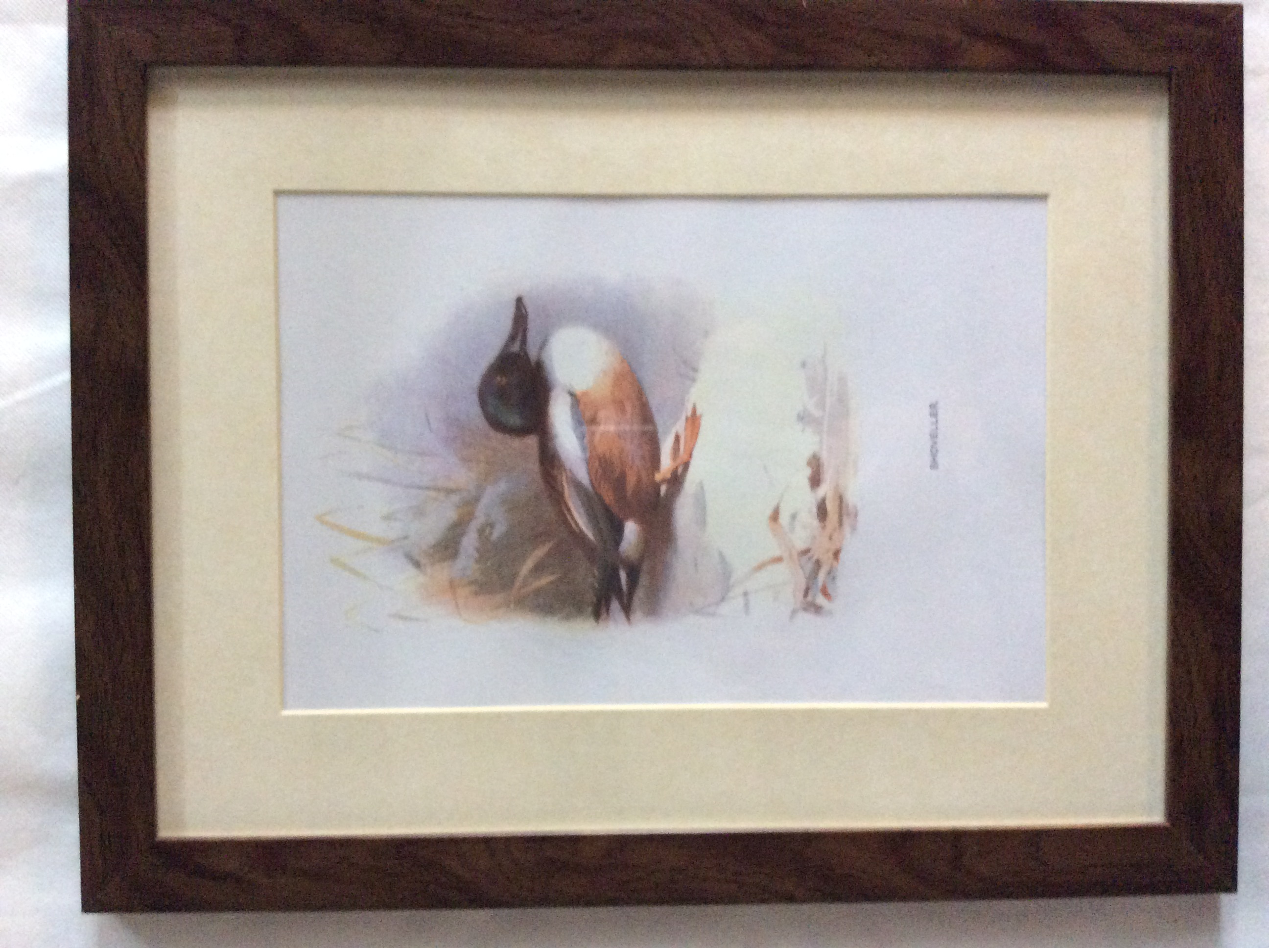 Excellent Vintage Wild Bird Framed Print - Image 5 of 5