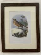 Stunning Vintage Wild Bird Framed Print