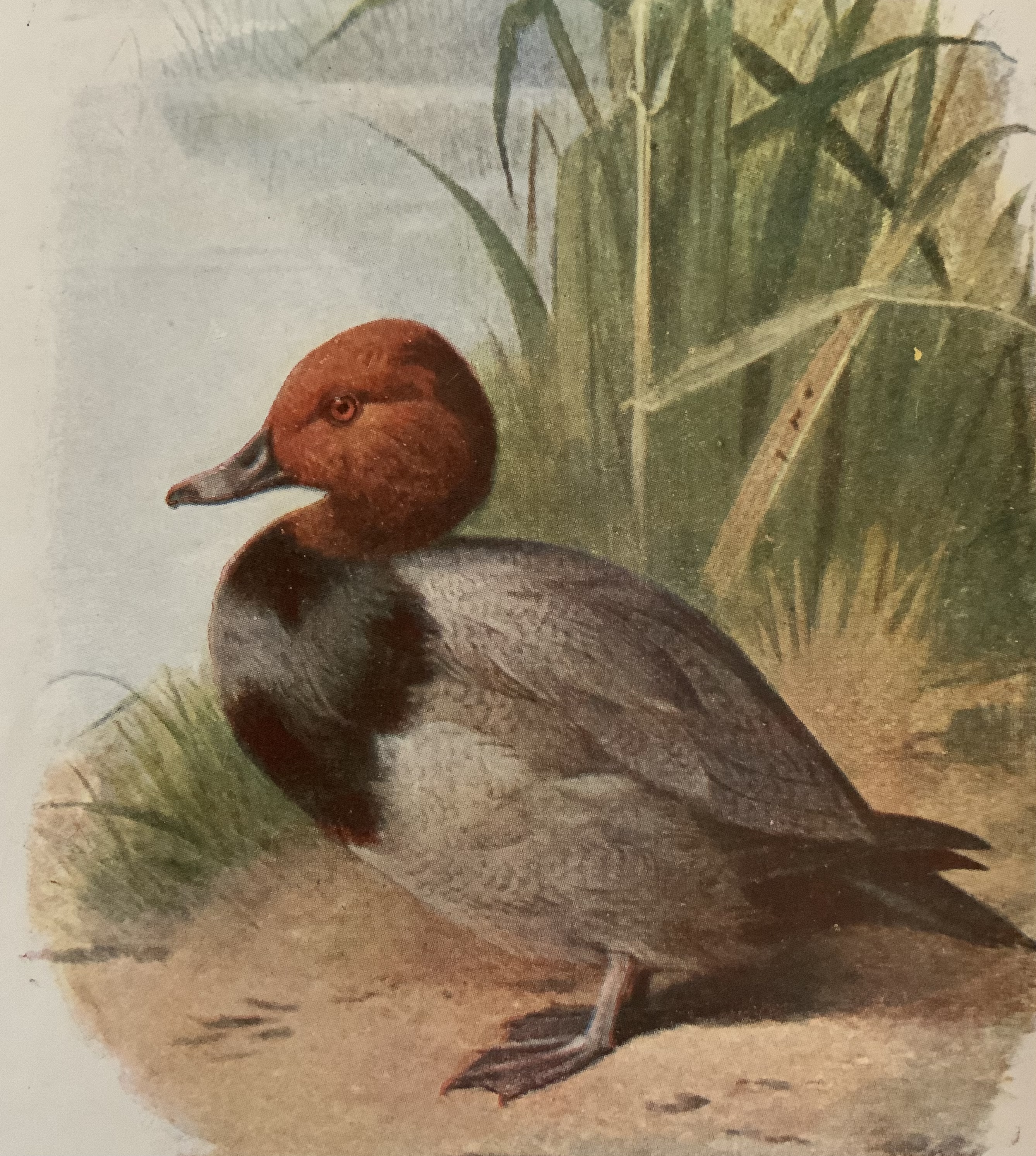 Vintage Wild Bird Framed Print - Image 2 of 2
