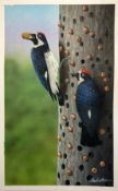 "Acorn Woodpecker"