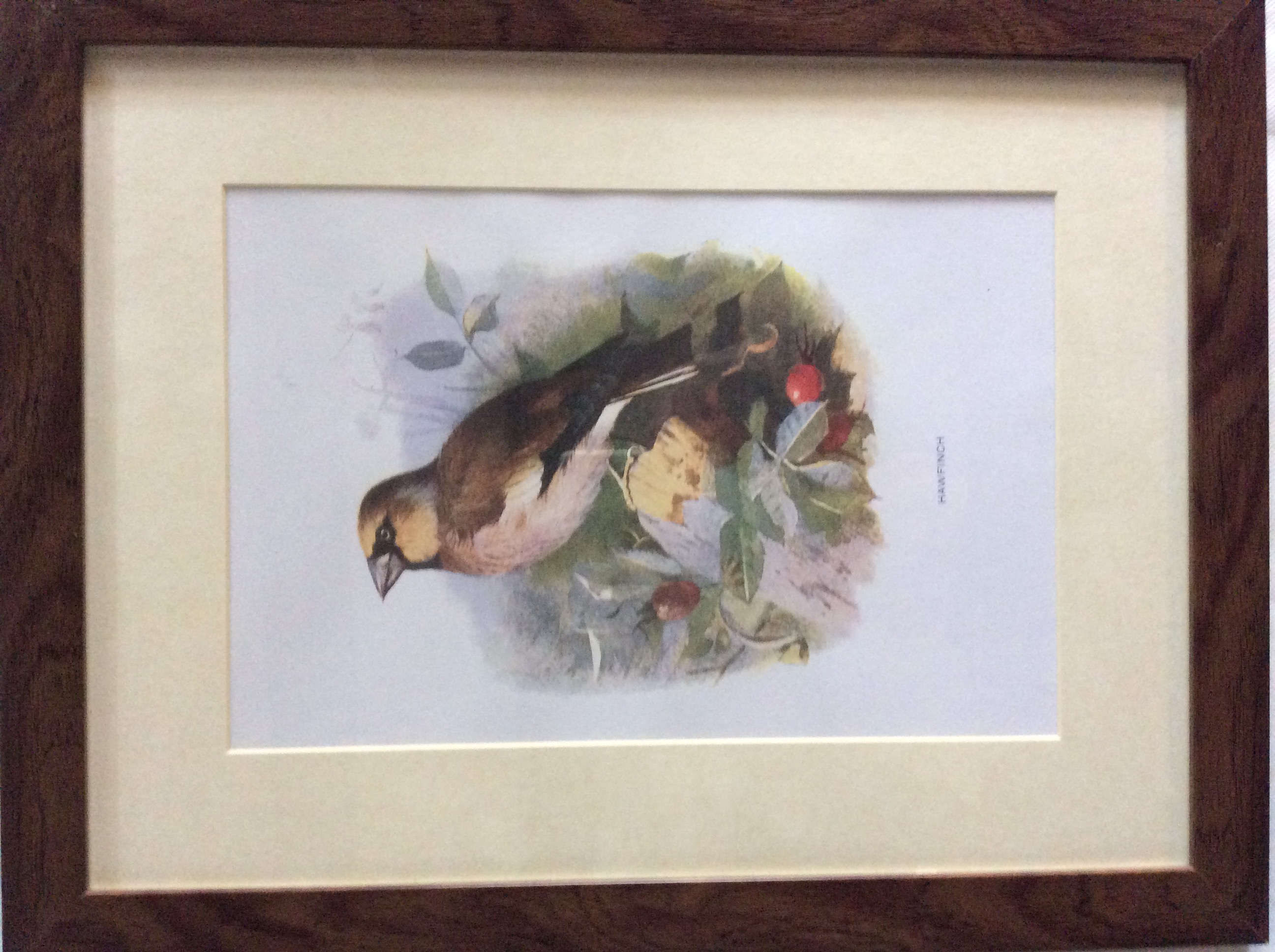 Excellent Vintage Wild Bird Framed Print - Image 3 of 5