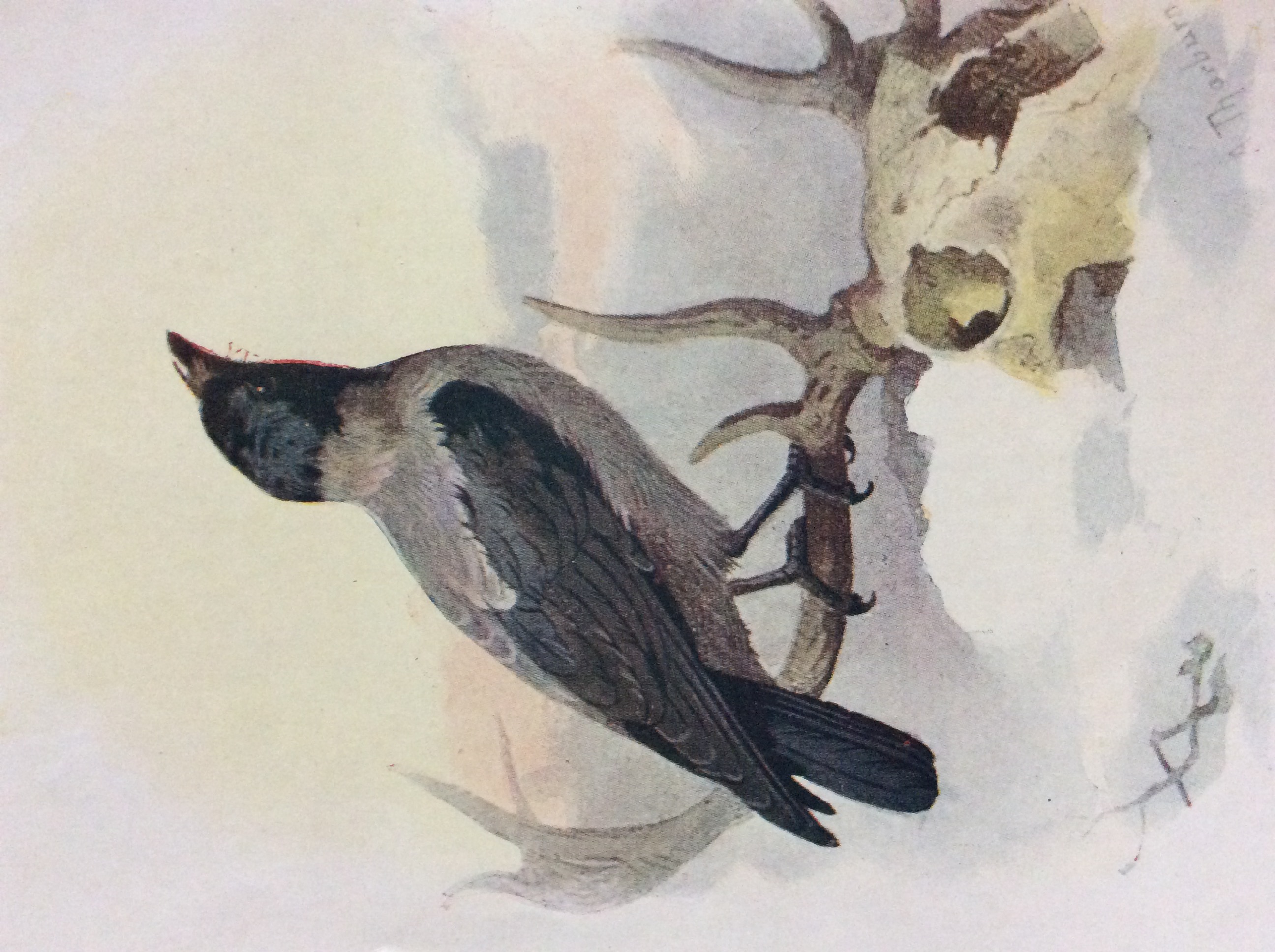 Vintage Framed Wild Bird Print - Image 2 of 6