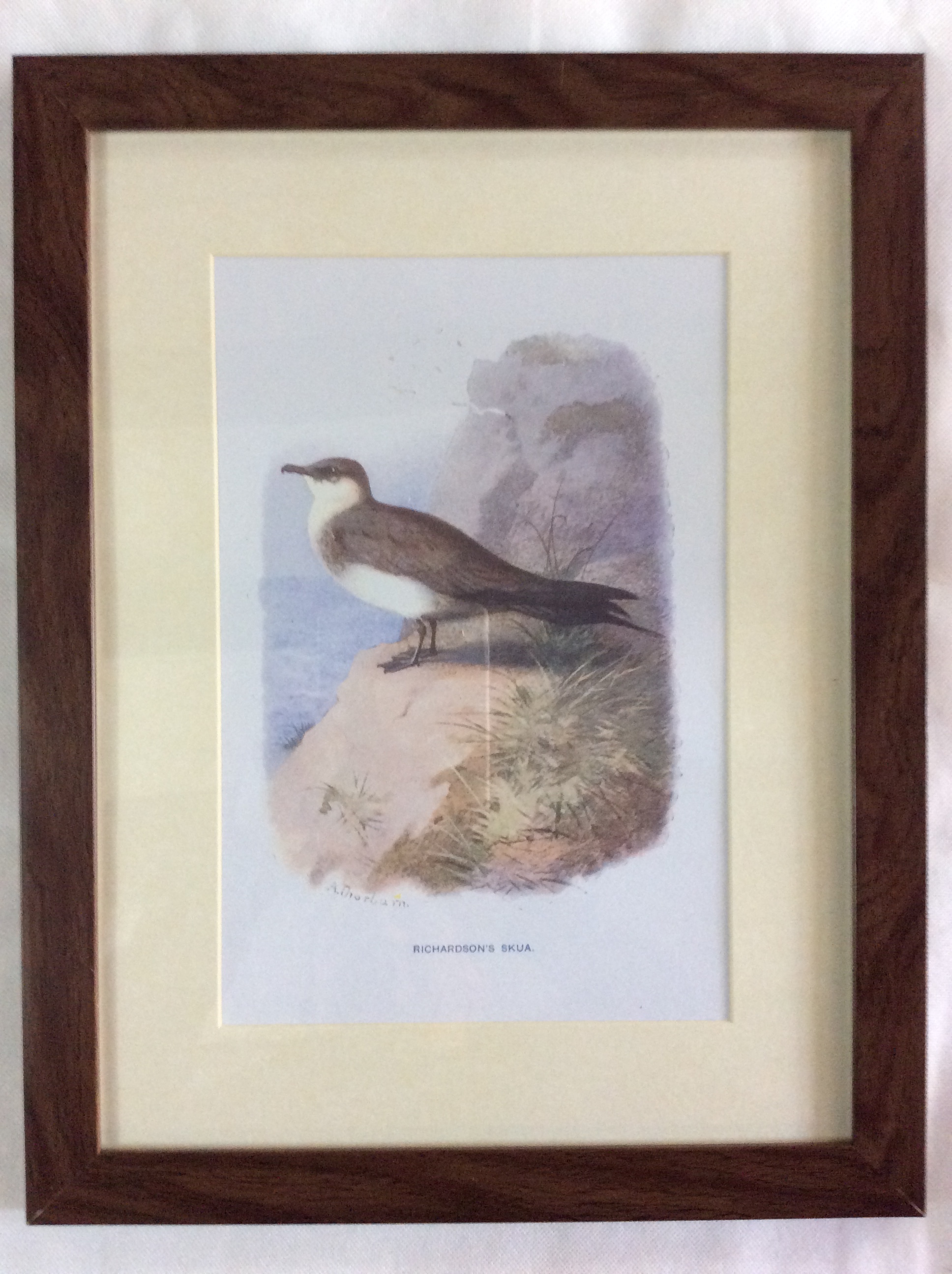Vintage Framed Wild Bird Print - Image 2 of 3