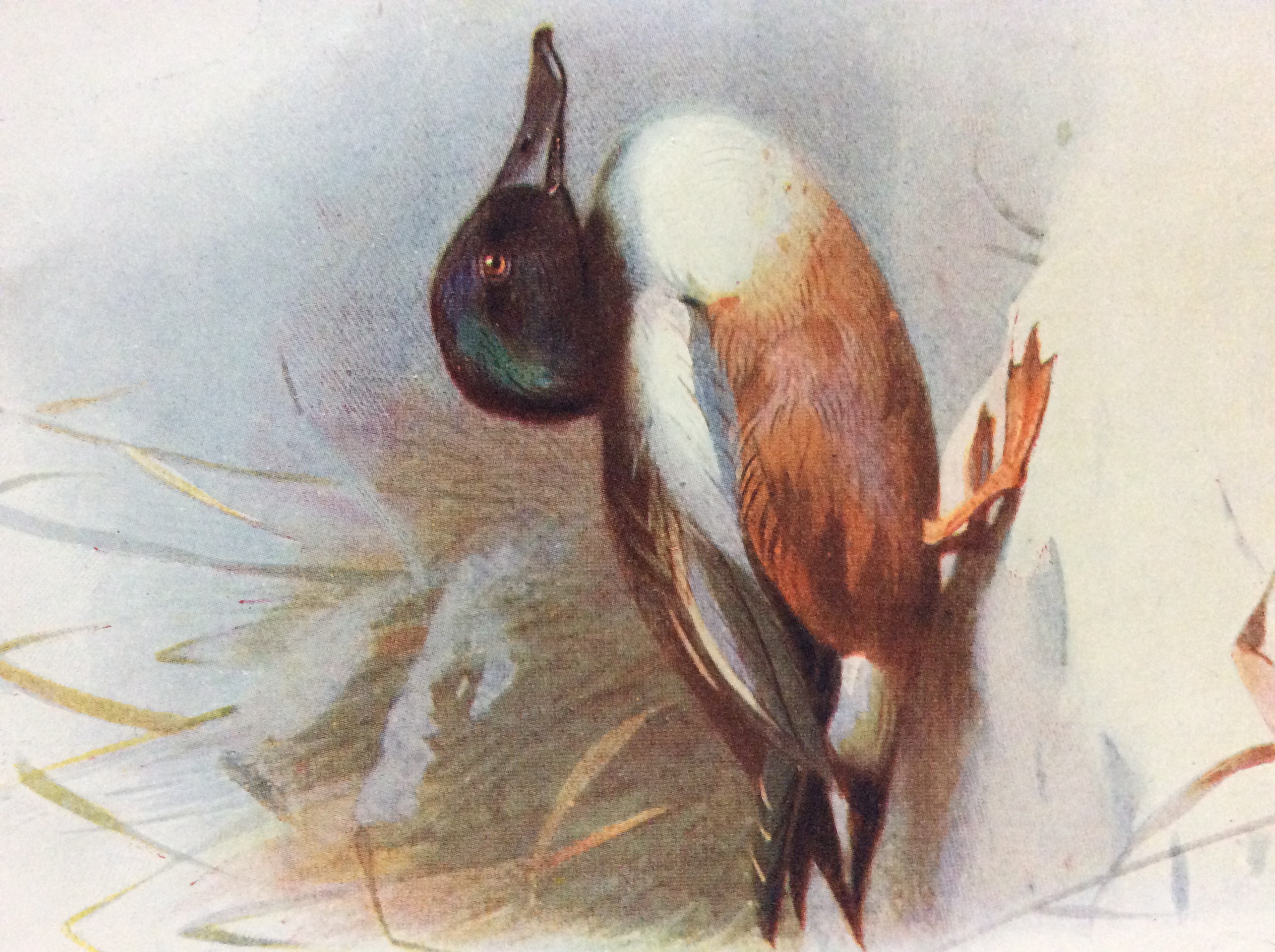 Excellent Vintage Wild Bird Framed Print - Image 2 of 5