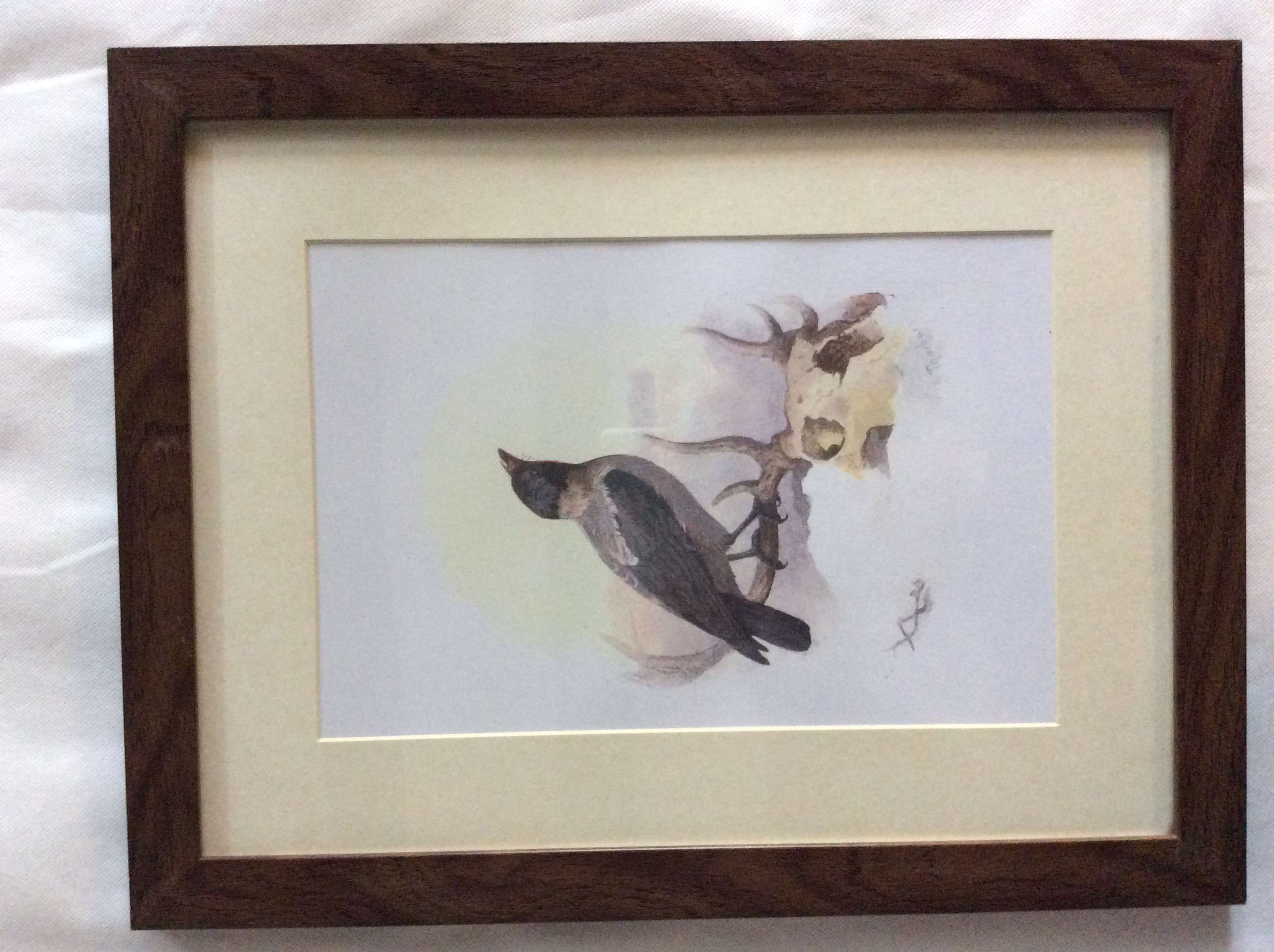Vintage Framed Wild Bird Print - Image 4 of 6