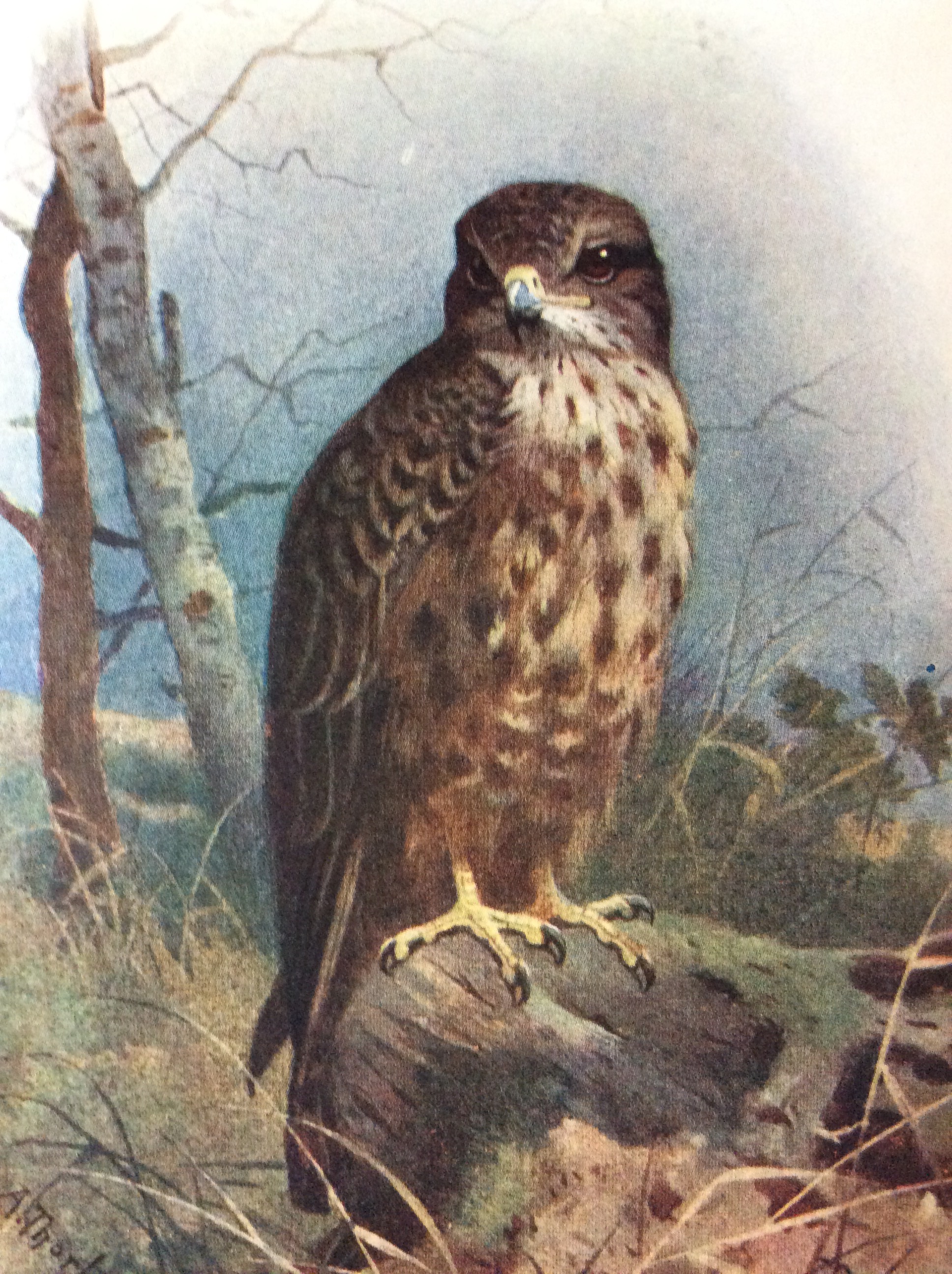 Vintage Framed Wild Bird Print - Image 4 of 4