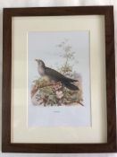 Vintage Framed Wild Bird Print