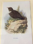 Vintage Framed Wild Bird Print