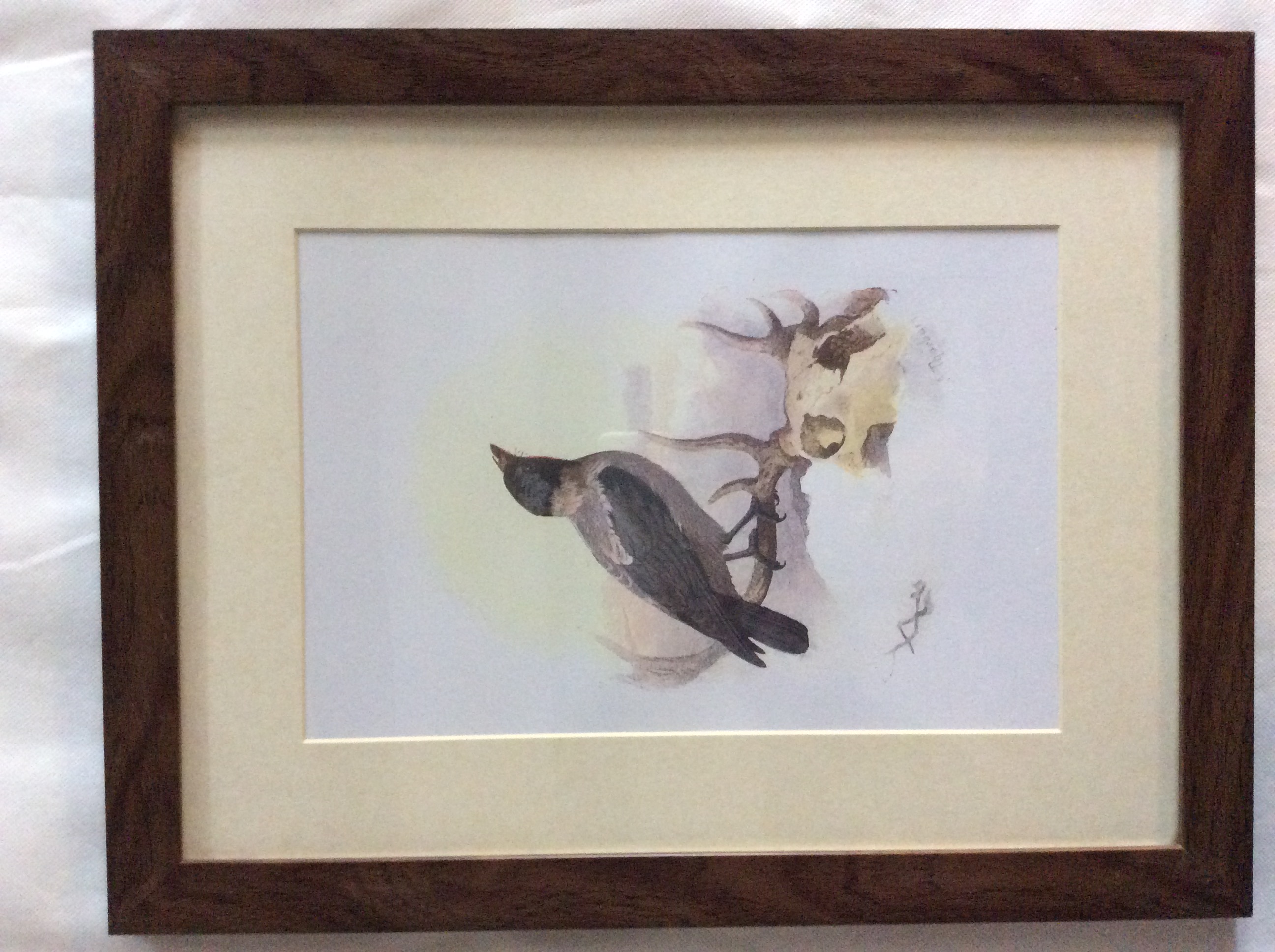 Vintage Framed Wild Bird Print - Image 5 of 6