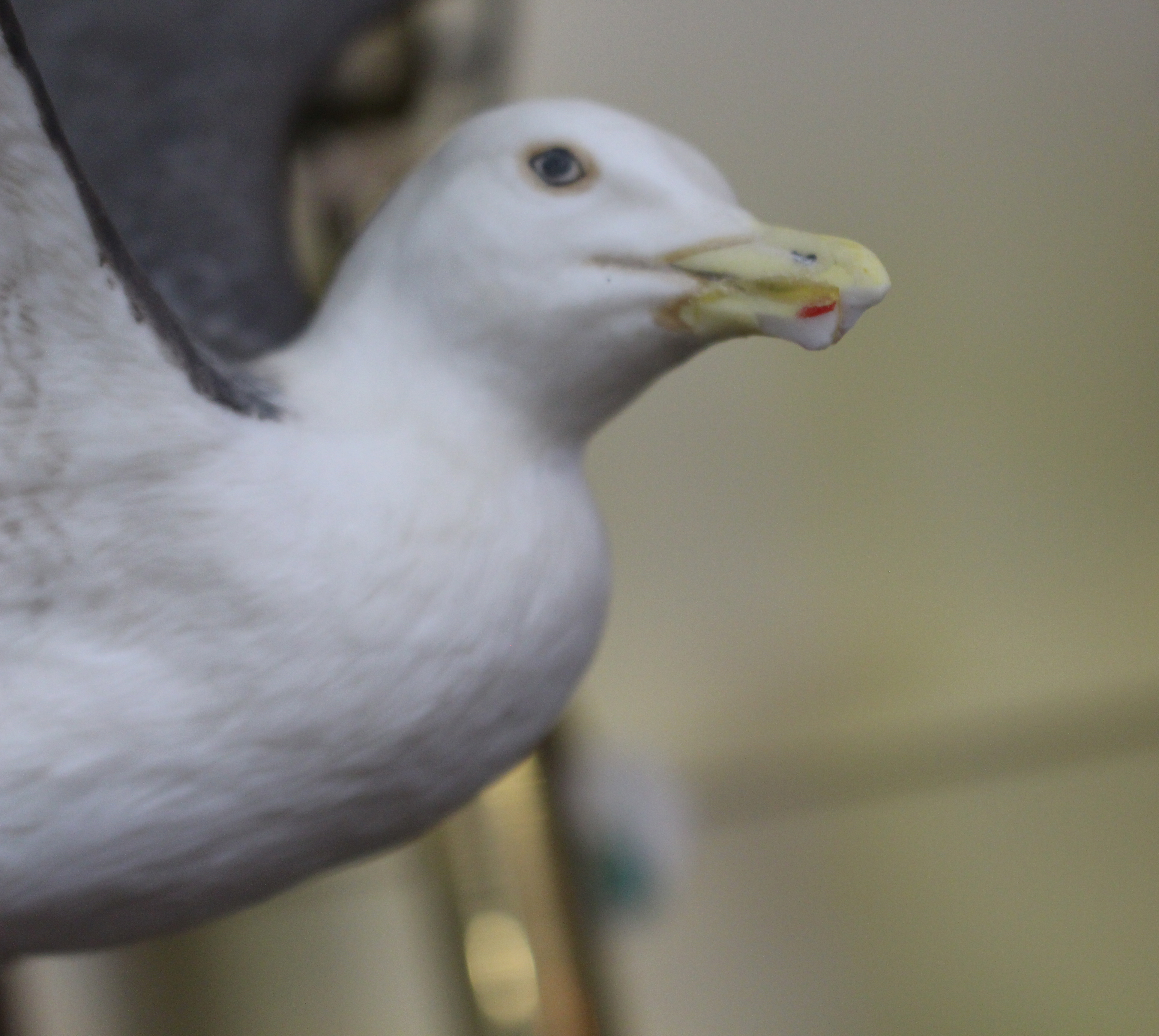 Franklin Porcelain The Great Black-Backed Gull - Image 4 of 5